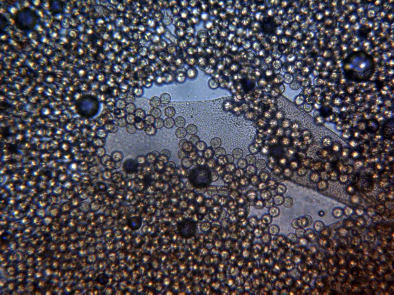 Arcyodes incarnata 13 - Membrana x 400